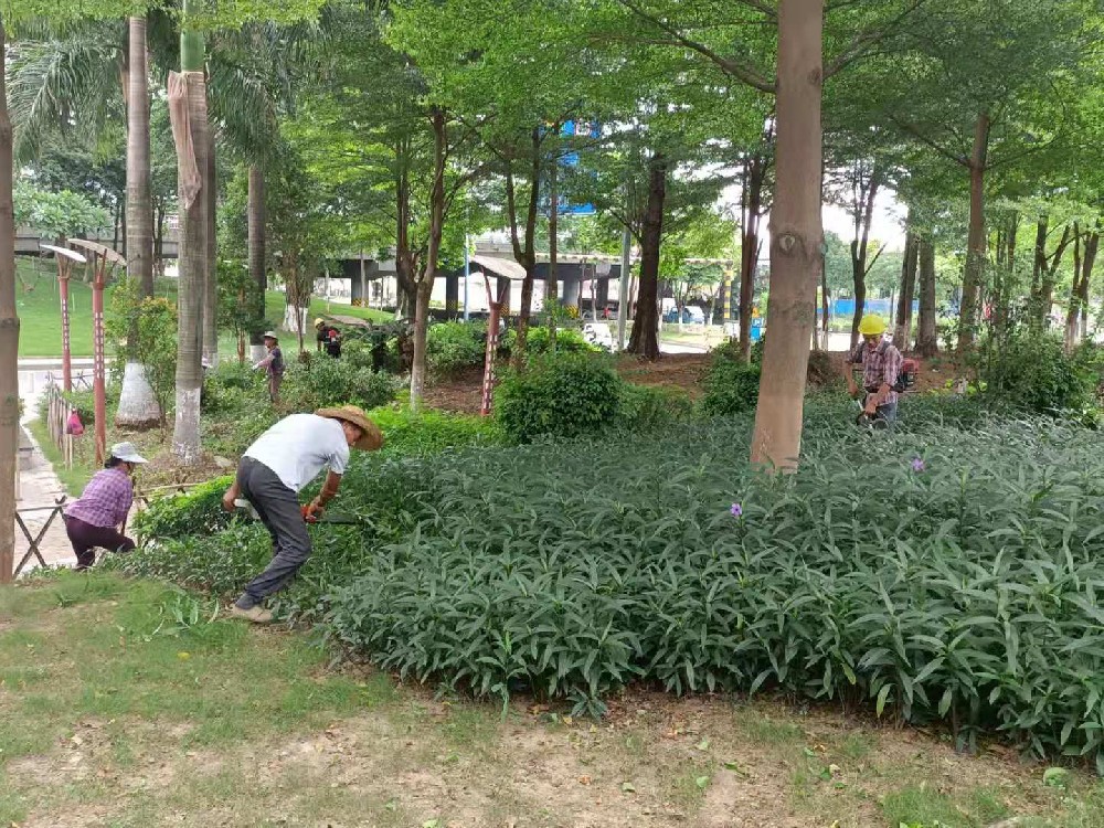 佛山大樹移植的生態環境貢獻